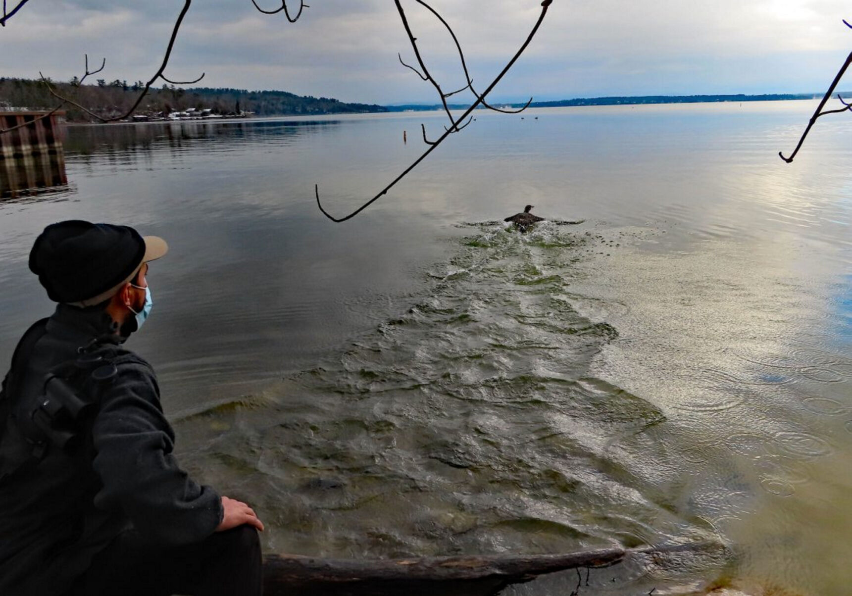 Stranded loon on icy Star Lake rescued, released on Champlain